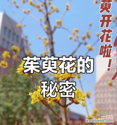 重阳节送茱萸花有何寓意?茱萸花在重阳节的意义是什么?
