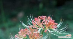 探寻曼珠沙华花的花语与寓意 曼珠沙华花