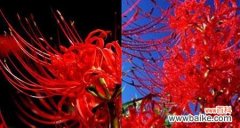 绽放如梦 曼珠沙华的花语