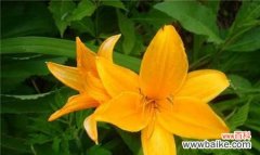 探寻猫尾草的神秘之美 猫尾草的花语与文化背景