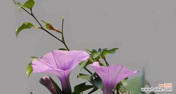 探寻猫尾草的神秘之美 猫尾草的花语与文化背景