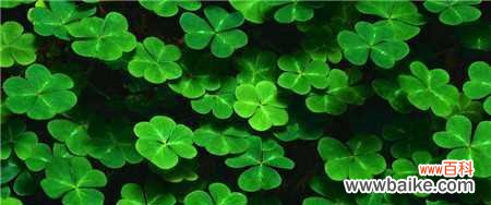 探寻猫尾草的神秘之美 猫尾草的花语与文化背景