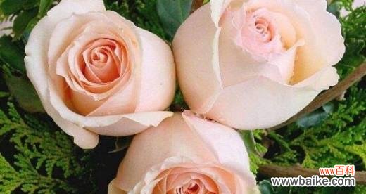 红玫瑰的浪漫传说与内涵 玫瑰花的寓意及象征意义