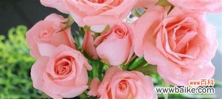 解读玫瑰的花语与心意 玫瑰的花语及其象征意义