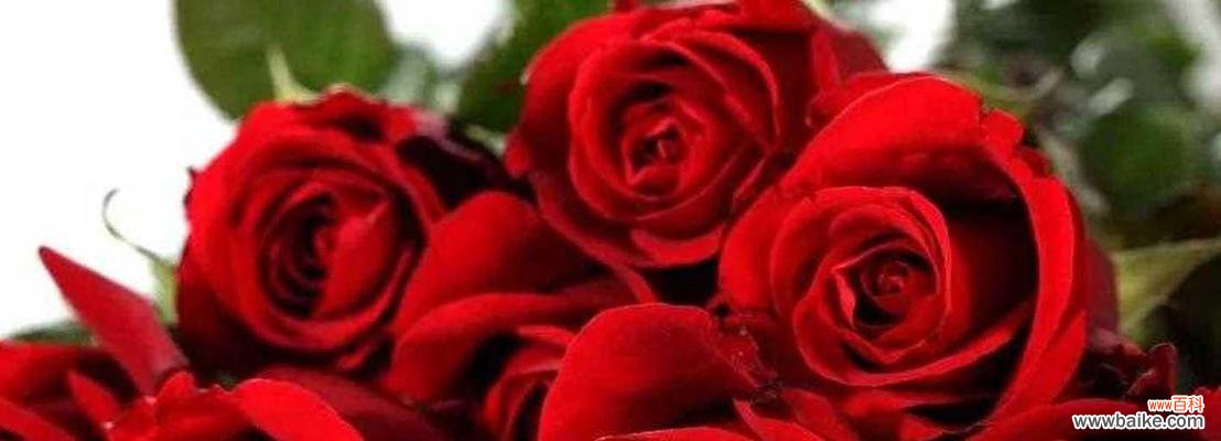 解读玫瑰花的不同寓意 玫瑰花的花语