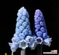 以风信子所有颜色为线索 风信子花语