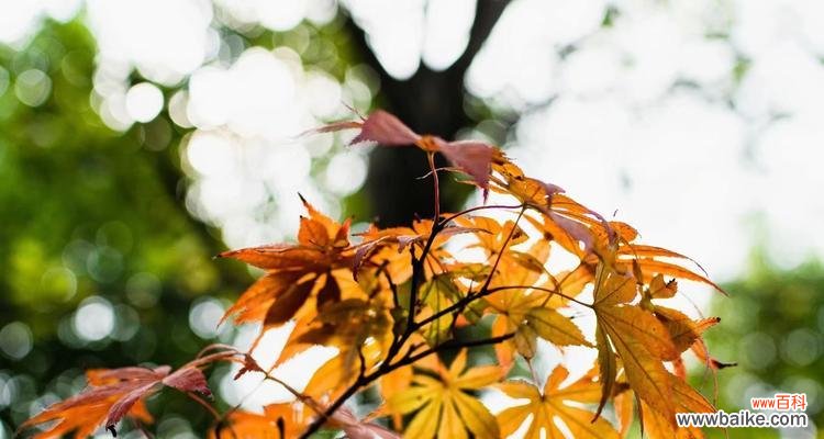 探寻枫叶的象征意义及其传承 枫叶的花语