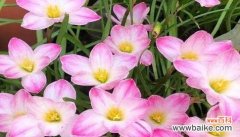 探寻风雨兰花的背后秘密 风雨兰的花语