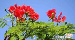 揭示凤凰花所传达的美丽与坚韧 凤凰花的花语及象征意义