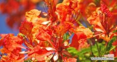探索凤凰花的神秘世界 凤凰花的寓意和象征