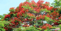 凤凰树的繁荣与吉祥 凤凰树的寓意和风水