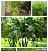 摆放风水与生活中的意义 凤尾葵的寓意与风水象征寓意