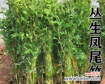 探讨凤尾竹在风水学中的象征意义及摆放技巧 凤尾竹的风水寓意与摆放位置