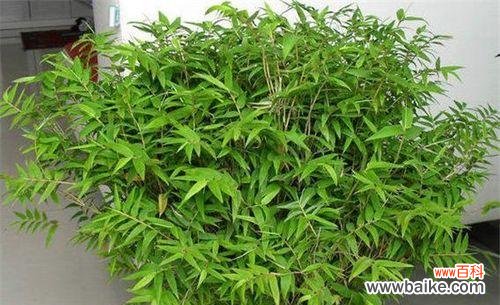 探讨凤尾竹在风水学中的象征意义及摆放技巧 凤尾竹的风水寓意与摆放位置