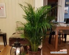 了解凤尾竹的吉祥寓意和正确的摆放方法 凤尾竹的寓意与风水摆放风水