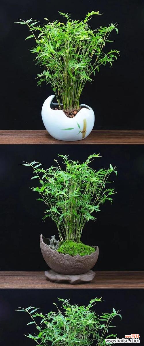 揭示凤尾竹开花的奥秘 凤尾竹开花的风水寓意