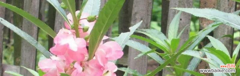 凤仙花的象征意义及其文化背景 凤仙花