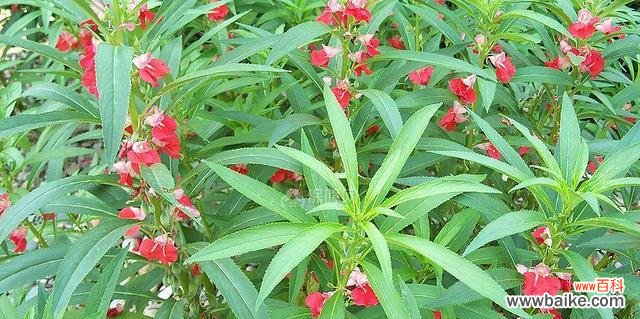 凤仙花的象征意义及其文化背景 凤仙花