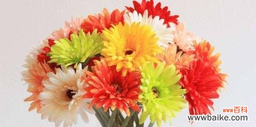 送扶郎花代表的意义及其他相关传说 扶郎花的花语和寓意，了解花朵的隐藏信息