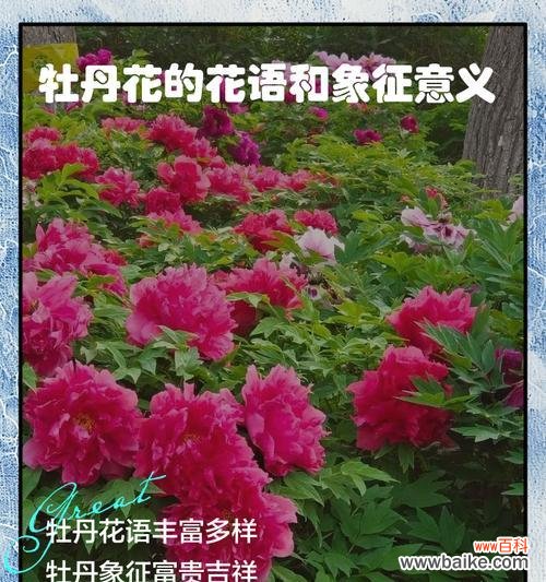 吉祥花的花语和寓意有哪些?