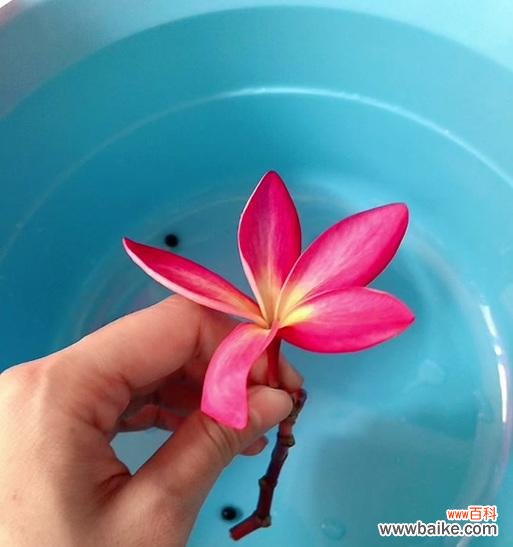 潮汕洗十二色花水的寓意是什么？