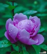 哪个单词与紫色花的寓意相关？它代表了什么？