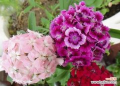 夏天哪种花代表爱情？