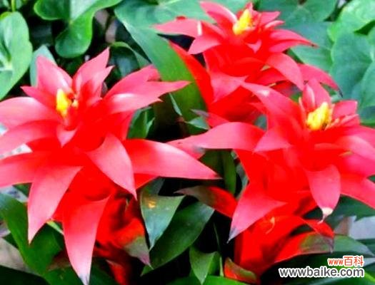 哪种花寓意健康发财？健康发财花的象征意义是什么？