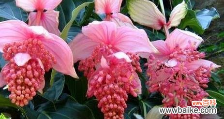 送长辈的花寓意什么好呢?如何用它表达孝心?