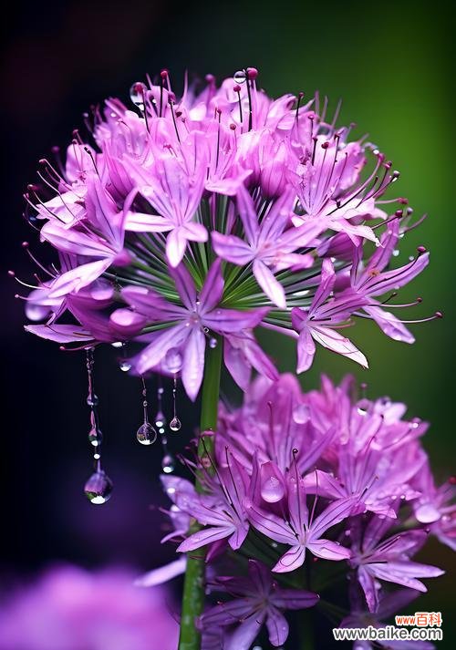 不同颜色的花各自表达着怎样的含义？