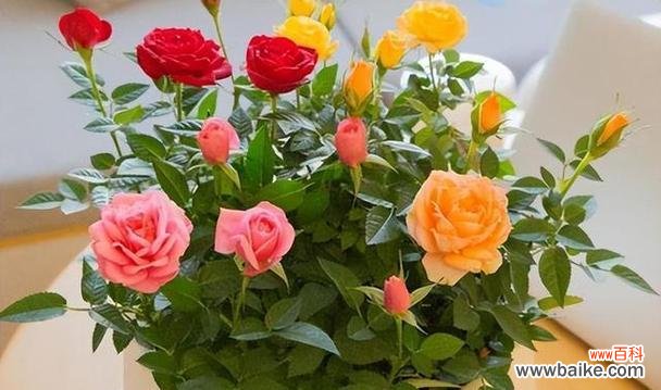 玫瑰的花语和象征含义探究 玫瑰的代表意义及寓意详解