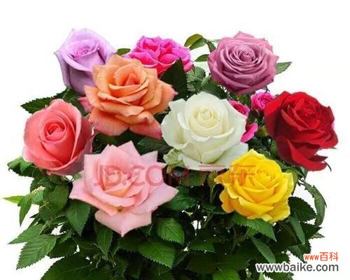 玫瑰的花语和象征含义探究 玫瑰的代表意义及寓意详解