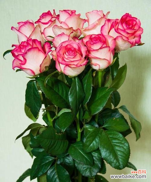 玫瑰的花语和象征含义探究 玫瑰的代表意义及寓意详解