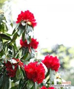 探究红色杜鹃花的象征意义及寓意背后的深远意蕴 红色杜鹃花的寓意与象征