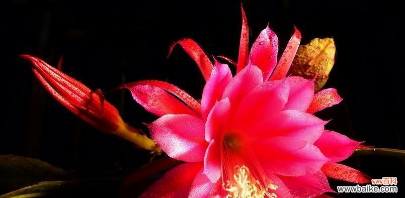 红色荷花的象征与美丽 红色荷花的花语与寓意