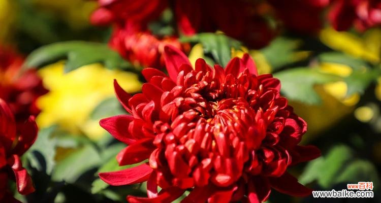 红色菊花的意义与寓意 红色菊花的花语与象征意义