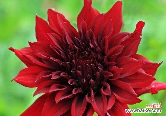 红色菊花的意义与寓意 红色菊花的花语与象征意义