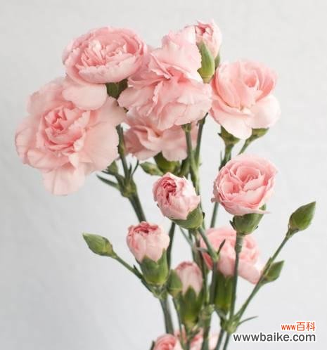 用红色康乃馨传达的爱与温暖 红色康乃馨花语的意义与象征