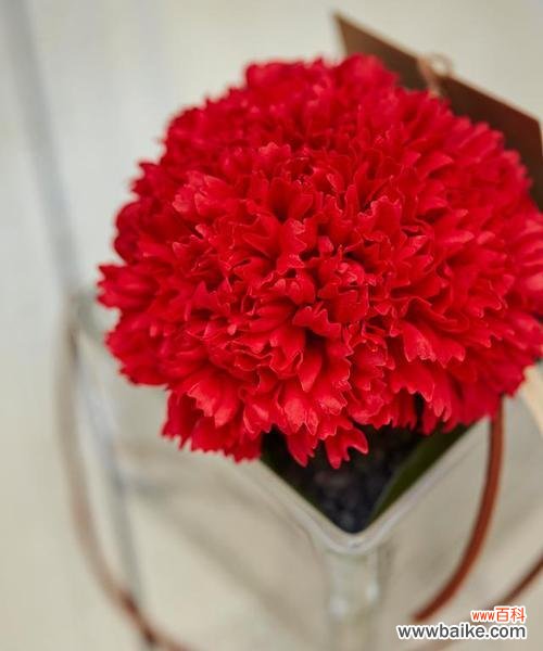 康乃馨的浪漫含义与传承 红色康乃馨花语与寓意