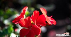 探寻红色天竺葵的美丽与内涵 红色天竺葵的花语和寓意