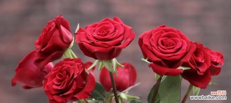 红色玫瑰花的美丽与爱的传递 红色玫瑰花的象征意义