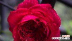 揭示红色月季花的丰富寓意和传达的情感 红色月季花的象征意义与寓意