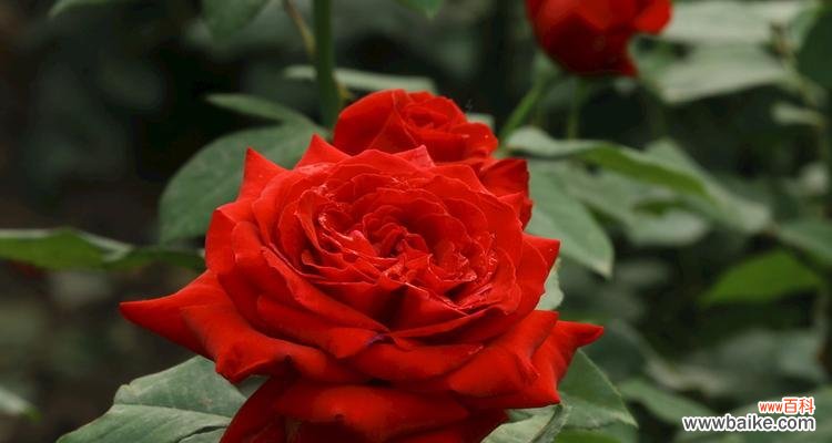 揭示红色月季花的丰富寓意和传达的情感 红色月季花的象征意义与寓意