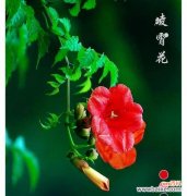 哪种花象征家人健康？它的花语有哪些特别之处？