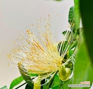 什么花寓意着幸福和快乐？