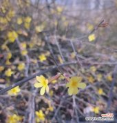 春天的花朵真的象征爱情吗？