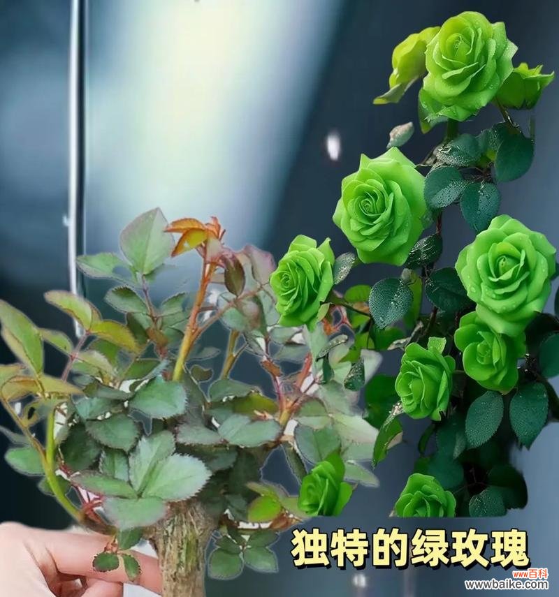 绿颜色的玫瑰花代表什么？绿玫瑰的寓意是什么？