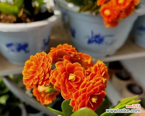 橙色的花通常象征着什么？它们的寓意有哪些？