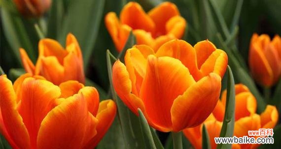 橙色的花通常象征着什么？它们的寓意有哪些？