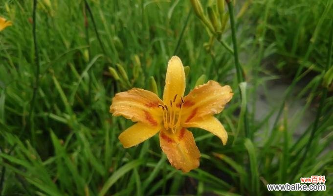 橙色的花通常象征着什么？它们的寓意有哪些？